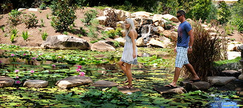 Tondoon Botanic Gardens - Hervey Bay Accommodation 7