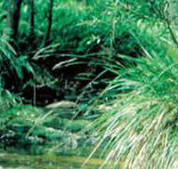 Lerderderg State Park - Hervey Bay Accommodation