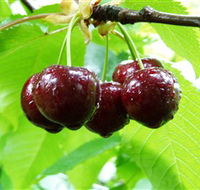 Red Hill Cherry Farm - Hervey Bay Accommodation
