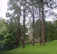 Mount Dandenong Arboretum - Hervey Bay Accommodation