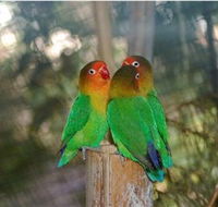 Ballarat Bird World - Hervey Bay Accommodation