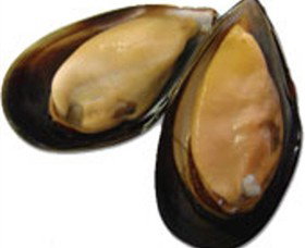 Sea Bounty - Tourism Hervey Bay 0