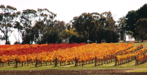 Stanton And Killeen Wines - Hervey Bay Accommodation 2