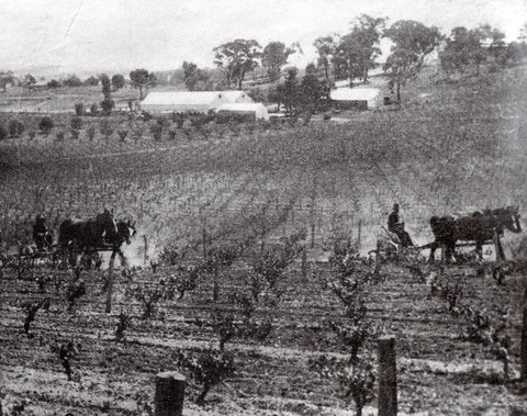 Stanton And Killeen Wines - Hervey Bay Accommodation 10