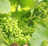 Waratah Hills Vineyard - Hervey Bay Accommodation