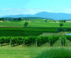 Acacia Ridge Vineyard - Hervey Bay Accommodation 0