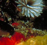 Point Cooke Marine Sanctuary - Hervey Bay Accommodation