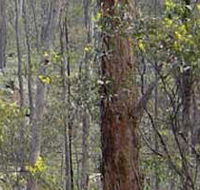 Heathcote-Graytown National Park - Hervey Bay Accommodation