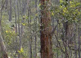 Heathcote-Graytown National Park - Tourism Hervey Bay 0
