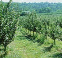 Pettys Orchard - Hervey Bay Accommodation