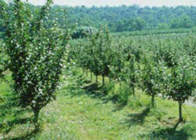Pettys Orchard - Hervey Bay Accommodation 0