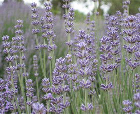 Warratina Lavender Farm - Tourism Hervey Bay 0