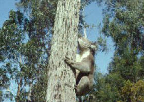 Creswick Regional Park - Hervey Bay Accommodation 0