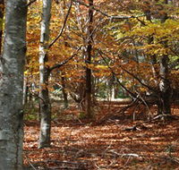 RJ Hamer Arboretum - Hervey Bay Accommodation