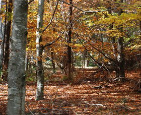 RJ Hamer Arboretum - Hervey Bay Accommodation 0