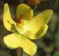 Langwarrin Flora and Fauna Reserve - Hervey Bay Accommodation