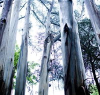 Dandenong Ranges National Park - Hervey Bay Accommodation