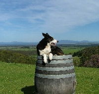 Windy Ridge Vineyard and Winery
