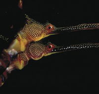 Eagle Rock Marine Sanctuary - Hervey Bay Accommodation