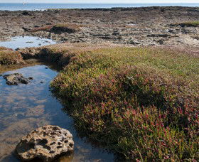 Ricketts Point Marine Sanctuary - Hervey Bay Accommodation 0
