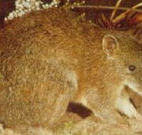 The Pines Flora and Fauna Reserve - Hervey Bay Accommodation