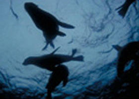 The Arches Marine Sanctuary - Tourism Hervey Bay 0