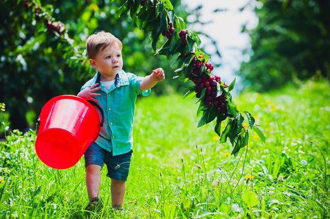 Cherryhill Orchards - Tourism Hervey Bay 2