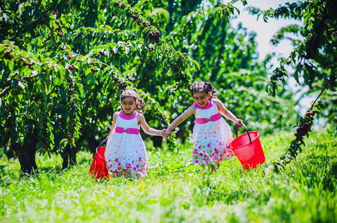 Cherryhill Orchards - Tourism Hervey Bay 6