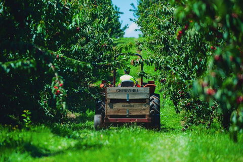 Cherryhill Orchards - Tourism Hervey Bay 7