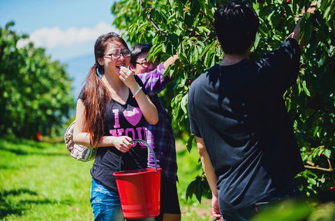 Cherryhill Orchards - Tourism Hervey Bay 9