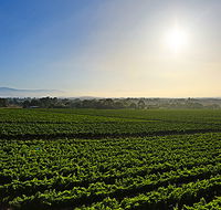 GREENSTONE VINEYARDS - Hervey Bay Accommodation