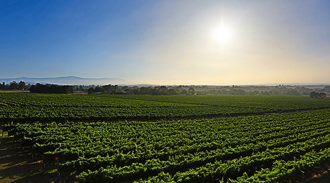 GREENSTONE VINEYARDS - Tourism Hervey Bay 0