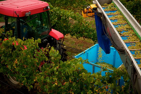 GREENSTONE VINEYARDS - Tourism Hervey Bay 3