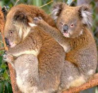 Shoalhaven Zoo - Hervey Bay Accommodation