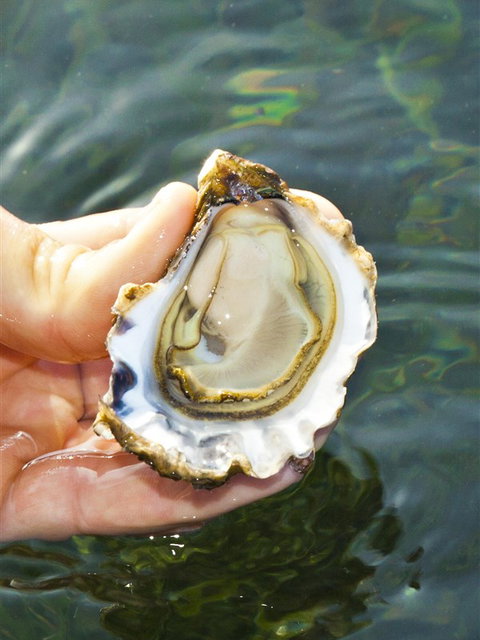 The Oyster Pot - Hervey Bay Accommodation 0