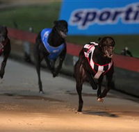 Dapto Dogs - Hervey Bay Accommodation