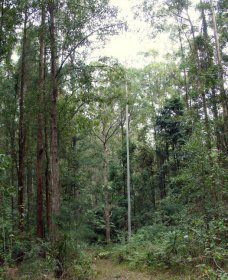 Bongil Bongil National Park - Tourism Hervey Bay 0