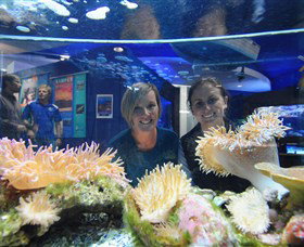 Solitary Islands Aquarium - Hervey Bay Accommodation 0