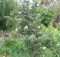 Tombstone Estate Vineyard - Hervey Bay Accommodation