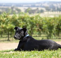 Moothi Estate Vineyard and Cellar Door - Hervey Bay Accommodation