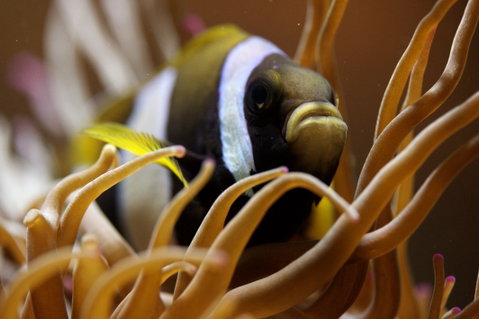 Solitary Islands Aquarium - Hervey Bay Accommodation 1