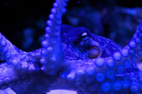 Solitary Islands Aquarium - Hervey Bay Accommodation 2