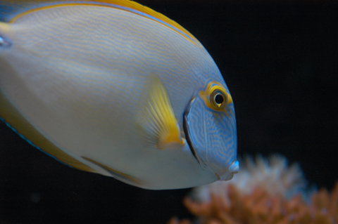 Solitary Islands Aquarium - Hervey Bay Accommodation 3