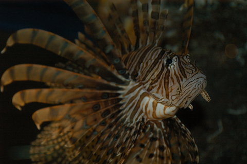 Solitary Islands Aquarium - Hervey Bay Accommodation 4