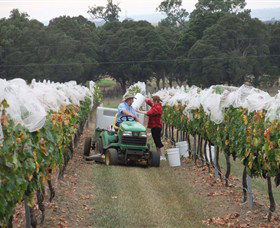 Razorback Ridge Wines - Hervey Bay Accommodation 7