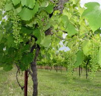 Holland Wines - Hervey Bay Accommodation