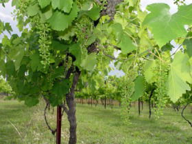 Holland Wines - Hervey Bay Accommodation 0