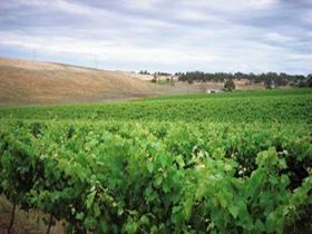 Uleybury Wines - Hervey Bay Accommodation 2