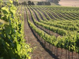 Kilikanoon Wines Cellar Door - Tourism Hervey Bay 1