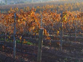 Kilikanoon Wines Cellar Door - Tourism Hervey Bay 2